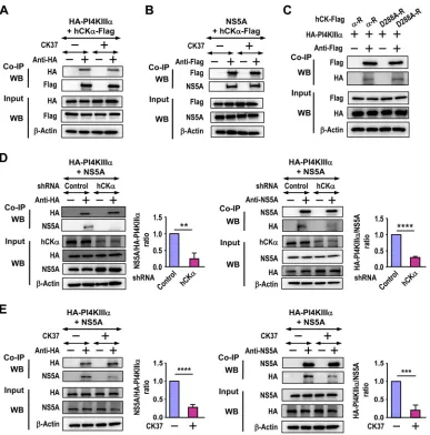 FIG 10 Effects of CK37 and hCKexpression. Therefore, representative sets of data are shown.binding obtained from control stable knockdown cells, which was arbitrarily set at a ratio of 1