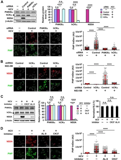 FIG 2 Effects of hCKlevels detected in HCV-infected cells transfected with control siRNA, which were arbitrarily assigned the value of 100%.PPI4KIII� on HCV-mediated PI4P production