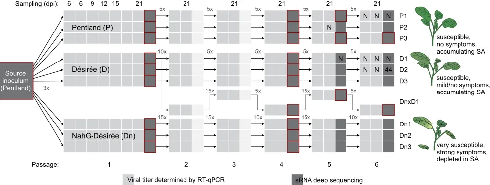 FIG 1 Setup of the evolution experiment. Three lineages of three different potato genotypes (Pentland squire, Désirée, NahG-Désirée) were inoculated with thesame PVY inoculum (derived from the pool of systemically infected cv
