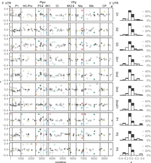 FIG 4 Distribution of SNPs on the PVY genome and their selection coefﬁcients (s) in different lineages