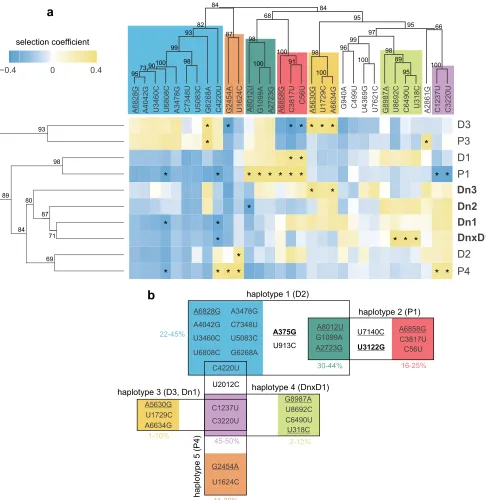 FIG 5 Clustering analysis and haplotype reconstruction. (a) SNPs were clustered into groups based on their inferred selection coefﬁcients in different lineages(columns)