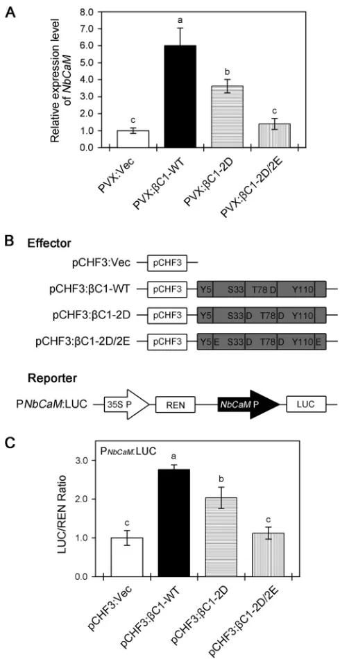 FIG 8 Diminished suppression of PTGS by phosphorylation mimic mutants of TYLCCNB-�TheLUC/REN ratio represents the Prepresent relativenegative control