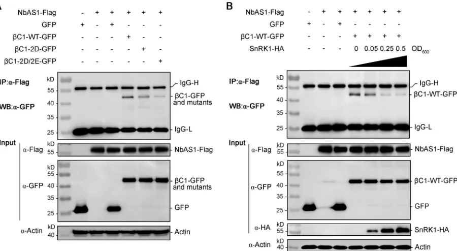 FIG 9 Mimicking phosphorylation of TYLCCNB-�expression constructs, CoIP was performed with an antibody to Flag (IP:mimic mutants ((WB:(IP:�C1 weakens its interaction with NbAS1
