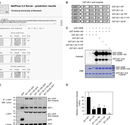 FIG 1 Tyr-5 and Tyr-110 phosphorylation sites of TYLCCNB-proteins are shown by WB (middle gel)