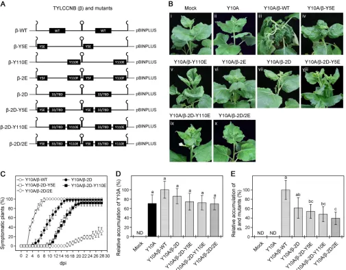 FIG 2 Effects of mutants in phosphorylation sites of TYLCCNB-with different letters are signiﬁcantly different (Tukey’s test;of three biological replicates