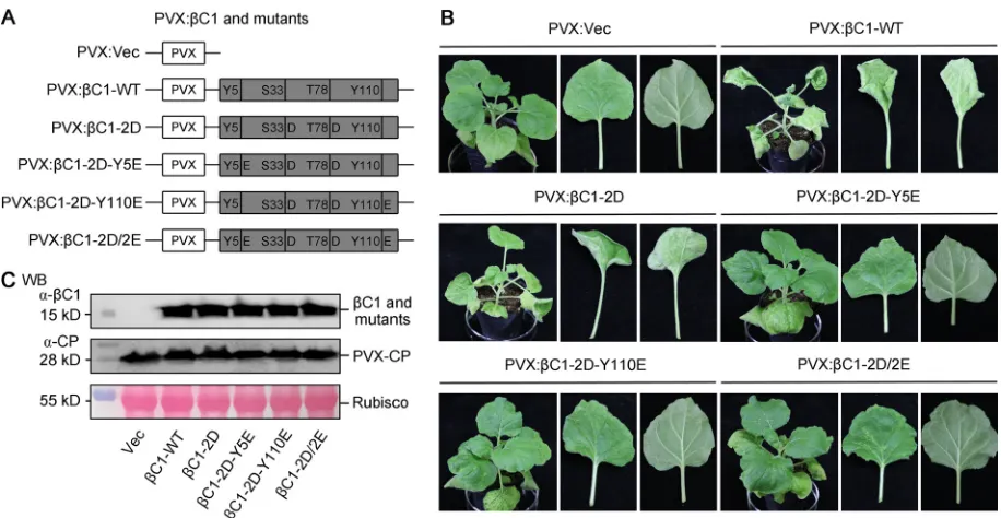 FIG 3 Effects of phosphorylation mimic mutants of TYLCCNB-PVX:benthamianaconstruct PVX:Vec