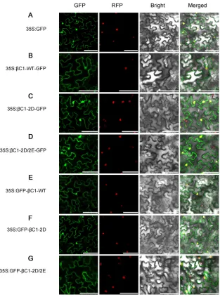 FIG 4 Subcellular localization ofrespectively. (D and G) Localization of GFP ﬂuorescence fromLocalization of GFP ﬂuorescence from(C and F) Localization of GFP ﬂuorescence from �C1-WT and phosphorylation mimic mutants (�C1-2D and �C1-2D/2E)of TYLCCNB-�C1