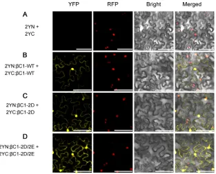 FIG 5 Self-interaction ofor 2YN:confocal laser scanning microscope. RFP-histone 2B (RFP) was used as a marker for the nucleus