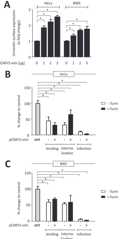 FIG 6 Surface vimentin acts as a viral restriction factor in HPV16-PsV infection. HeLa and NIKS cells werefor 14 h and infected with furin-pretreated or untreated HPV16-PsVs