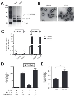 FIG 1 Establishing the experimental conditions for subsequent identiﬁcation of HPV16-PsV-bindingthree independent experiments performed in triplicate, and a30 min at 37°C