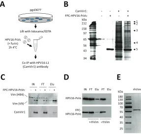 FIG 2 Identiﬁcation of cell surface vimentin as a binding protein for HPV16-PsVs. (A) Schematic outlinemarkers, in kilodaltons