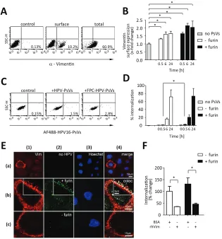 FIG 3 Surface vimentin modulates uptake of HPV16-PsVs by pgsD677 cells. AF488-conjugated HPV16-experiments performed in triplicate;surface versus total vimentin expression was determined by ﬂow cytometry and quantiﬁed usingquadrant statistics of three inde