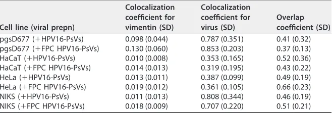 TABLE 1 Quantiﬁcation of HPV16-PsVs colocalization with surface vimentin on pgsD677,HaCaT, HeLa, and NIKS cellsa