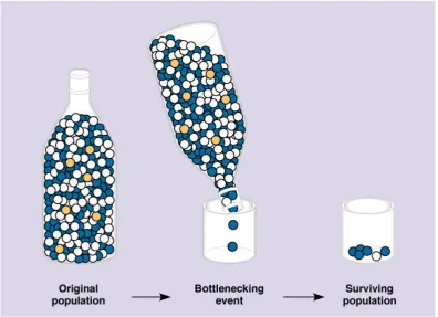 Figure 1: Bottleneck Concept (Jodge, M.D , 1999) 