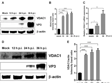 FIG 1 IBDV infection upregulates the expression of VDAC1. (A) IBDV infection causes upregulation of VDAC1versus control (unpairedexpression in DF-1 cells