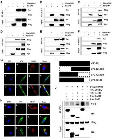 FIG 3 VDAC1 interacts with viral proteins VP1 and VP3 but not with VP5. (A) 293T cells were transfected with VP5 and