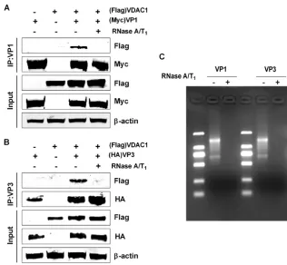 FIG 4 RNA bridges the interaction between VDAC1 and IBDV VP1-VP3 complexes. (A) 293T cells wereimmunoprecipitation (IP)