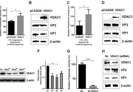 FIG 5 VDAC1 enhances IBDV polymerase activity in vitro. (A and B) Polymerase activity assays were performed with 293T cells expressingan IBDV segment B-driven luciferase minigenome system including segment A, segment B, TK, and VDAC1 or empty vector