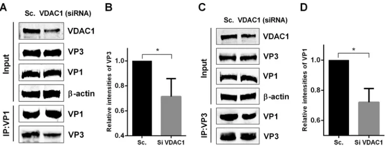 FIG 6 VDAC1 expression enhances IBDV polymerase function through its ability to stabilize the interaction between VP136 h later