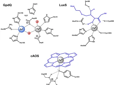 Figure 1.1. Schematic representation of selected Fe–containing enzymatic active sites