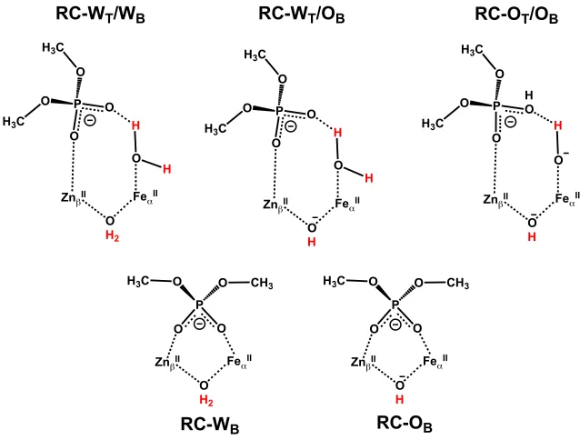 Figure 3.4. Schematic representations of all considered reactant models in the active site 