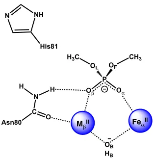Figure 3.5. Schematic representations of neutral His81 containing reactant models and 