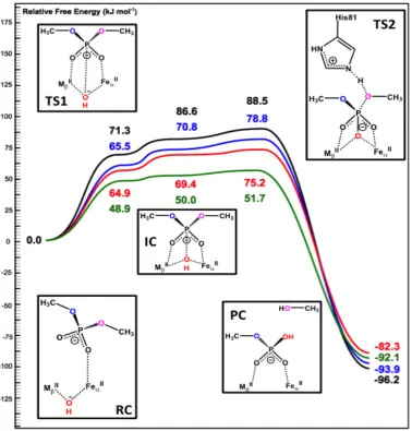 Figure 3.8. Schematic free energy surface of the DMP hydrolysis by Fe(II)/M(II)–GpdQ 