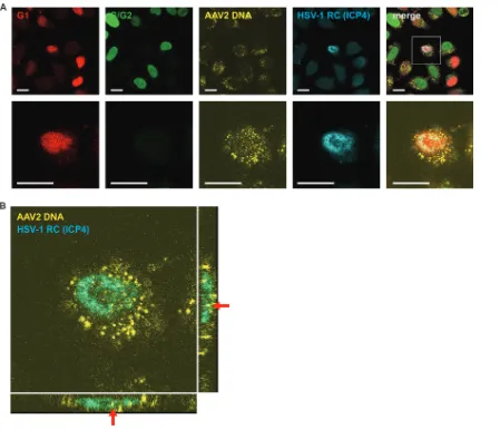 FIG 4 Codetection of AAV2 genomes, HSV-1 RCs, and cell cycle phases. HeLa Fucci cells were coinfected with wtAAV2 (MOI of 4,000) andcell shown in panel A (box in the top row) reveal the subcellular localization of AAV2 genomes (red arrows)