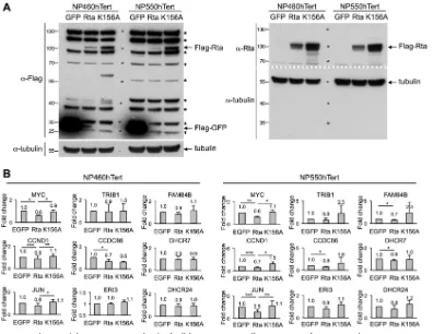 FIG 5 Rta decreased the RNA expression levels of cellular genes in NP cells. Lentivirions of GFP, Rta, and K156A (an Rta DNA