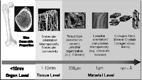 Figure 12. Hierarchical Structure of Bone.  BSE-SEM images at whole bone and tissue level by Dr