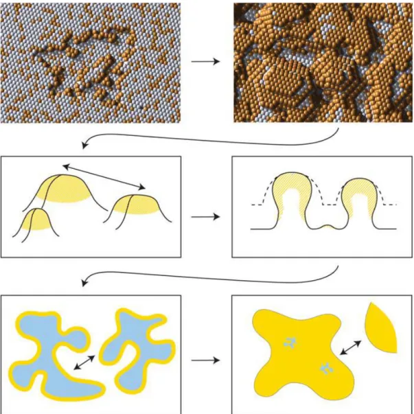 Figure 2-2 Evolution of nanoporosity during dealloying. Dissolution of less noble element (in this  case, silver) and surface diffusion of more noble element (in this case, gold) produce bicontinuous 