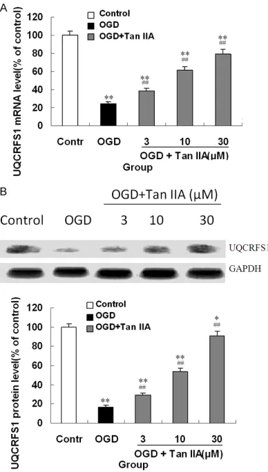 Figure 5. Effects of Tan IIA pretreatment on mRNA (A) and protein (B) expression of UQCRFS1 in cultured hippocampal neurons incurred OGD
