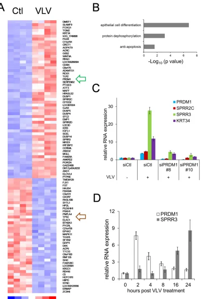 FIG 6 VLVs induce cell differentiation. (A) Heat map diagram of differential gene expression after VLV treatment