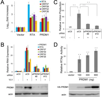 FIG 7 PRDM1 induces lytic replication of KSHV after VLV treatment. (A) Overexpression of PRDM1 activatesdifferences in expression between siCtl- and siPRMD1-transfected cells in the presence of VLVs are(Bottom) The cell lysates were harvested for Western b
