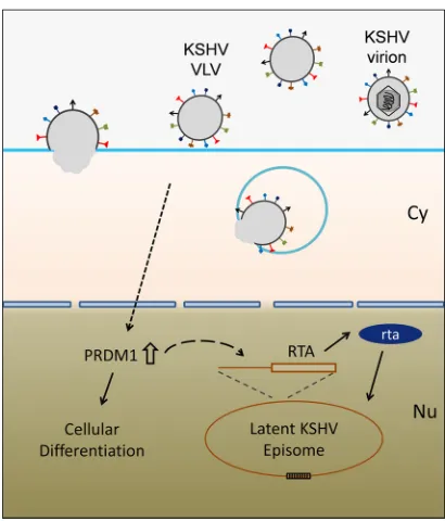FIG 8 Model illustrating the mechanism by which VLVs reactivate KSHV from latency.