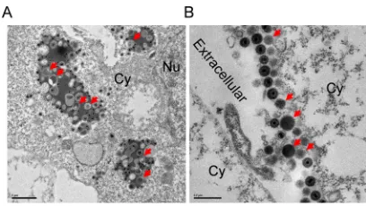 FIG 2 VLVs are generated in multivesicular bodies. (A) Formation of VLVs in cells lytically infected withMHV-68