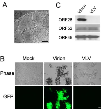 FIG 3 The KSHV-SCPnull mutant serves as a model for the study of virus-like vesicles. (A) KSHV-associatedvirion sample, puriﬁed from iSLK cells infected with wild-type KSHV, or a VLV sample, puriﬁed from iSLKor a VLV sample at a ﬁnal concentration of 2ﬂuor