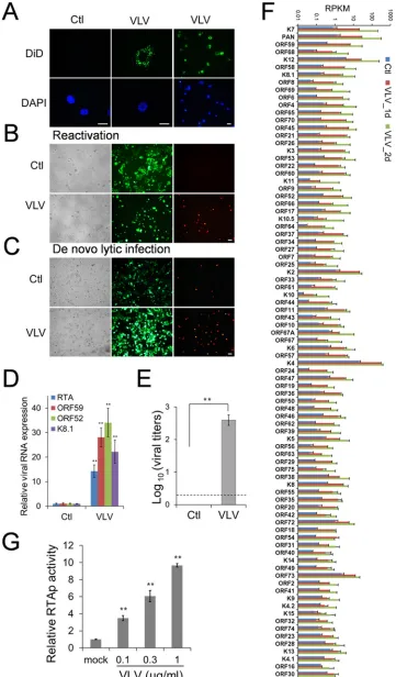FIG 5 VLVs promote lytic replication of KSHV. (A) VLVs can attach to and enter host cells