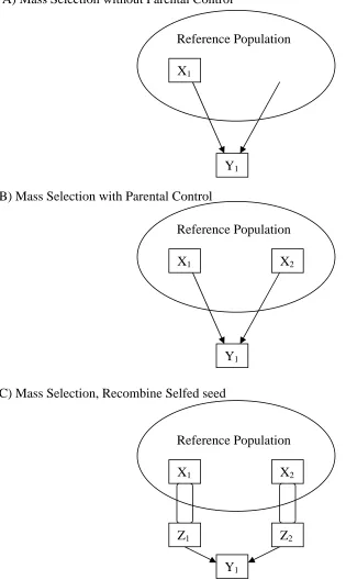 Figure 2. Illustrations of selection units (XC) mass selection and recombine selfed seed