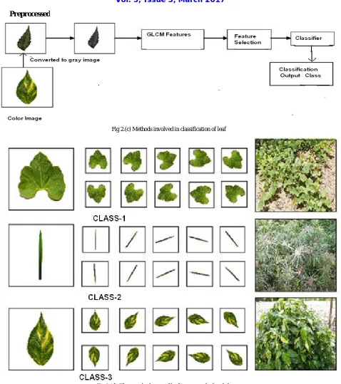 Fig 2 (d). The sample dataset of leaf images and related classes 
