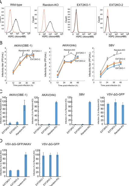 FIG 2 AKAV and SBV growth kinetics and infectivity in HSPG-KO HmLu-1 cells. (A) Flow cytometric analysis of EXT2-KO HmLu-1 cells.CRISPR-Cas9-mediated EXT2-KO cell clones (EXT2-1 and EXT2-2) were labeled with anti-heparan sulfate mouse monoclonal antibody(1