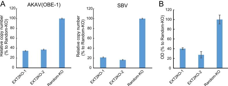 FIG 3 AKAV and SBV binding assays in HSPG-KO cells. (A) Real-time RT-PCR for the quantiﬁcation of cell surface-attachedviruses