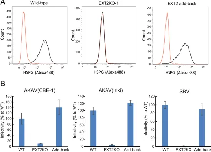 FIG 4 Rescue of AKAV and SBV infectivities by adding back the EXT2 gene to EXT2-KO cells