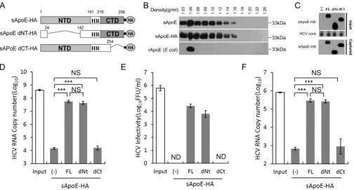 FIG 1 Secreted ApoE interacts with extracellular HCV particles in a manner dependent on the C-terminal domain of ApoE