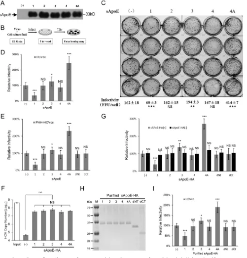 FIG 2 Infectivity of HCV is inﬂuenced by sApoE isoform. (A) Forty-eight hours after transient transfection of plasmids, the blank sample and ﬁve sApoE variantswere secreted by 293T cells and detected in cell culture media by Western blotting