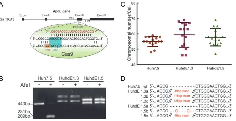 FIG 4 Establishement of ApoE knockout human hepatic cell lines. (A) Schematic showing the CRISPR-Cas9 system and thetarget site for gRNA 299 in the ApoE gene locus used in this study