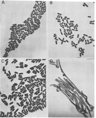 FIG. 4.ThisRR1(pJA*1)h.(with Blocks Induction of filaments by A* protein. E. coli RR1 cells harboring either pCQV2 or pJA*1 were grown to mid-log phase in L broth 100 ,ug of carbenicillin per ml) at 30°C, transferred to L agar plates (with carbenicillin), 