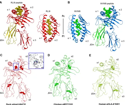 FIG 1 Structural overview and additional disulﬁde bond of the pand electronic density map