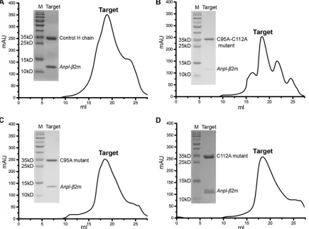 FIG 3 Gel ﬁltration and SDS-PAGE results of no-peptide refolding.results for the C95A mutant heavy chain andcorresponding positions