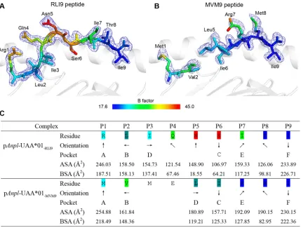 FIG 5 Divergent presentations of RLI9/MVM9 peptides presented byresidue are listed under the corresponding anchors within the peptide binding groove